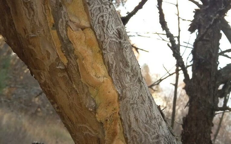 Рідкісний вид деревного гриба прижився на старій яблуні