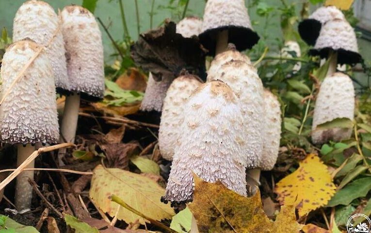 Схожий на поганку делікатес росте у чорнобильських лісах