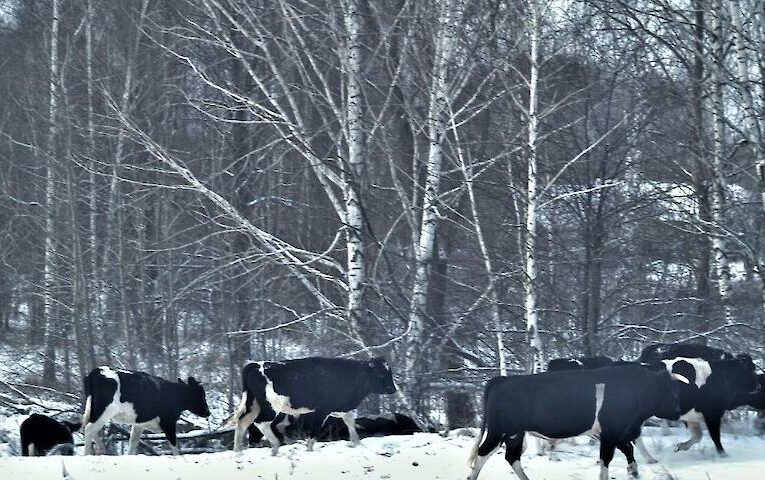 У Чорнобилі живе стадо здичавілих корів: чому це корисно для природи