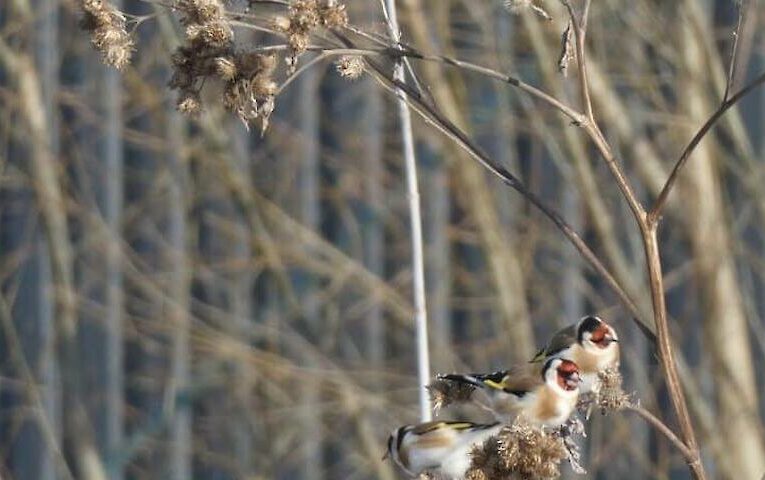 У Василькові помітили одних із найяскравіших птахів Київщини
