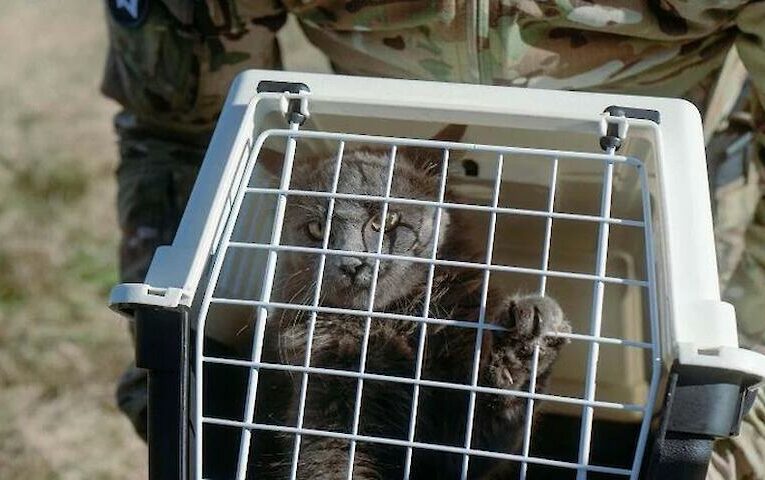 Операція ‘ГУР-КІТ’: розвідники врятували котів зі Зміїного