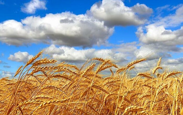 Освіта як ключ до зменшення втрат врожаю і глобальної продовольчої безпеки