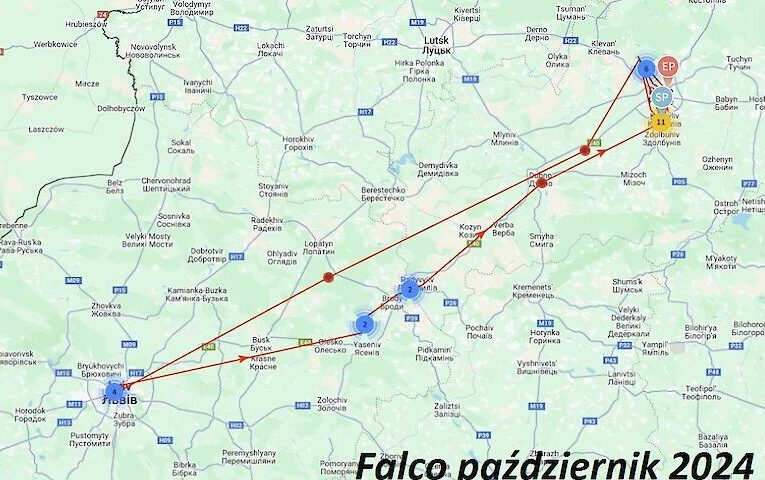 Рідкісний птах із Польщі пропав з радарів в Україні: що сталося і чому