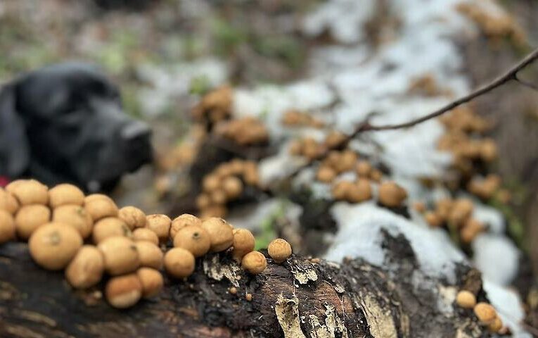На лісі на Обухівщині помітили “колонізатора”: захоплює мертву деревину