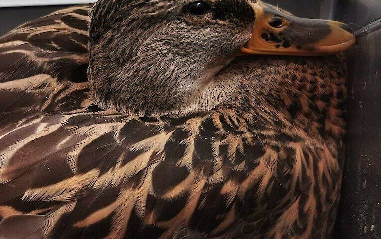 У Козині із замерзаючої водойми врятували поранену качку