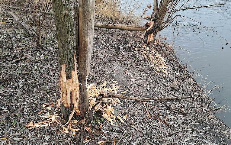 Бобри перетворили дерева на обід: що робити і  чи потрібно взагалі