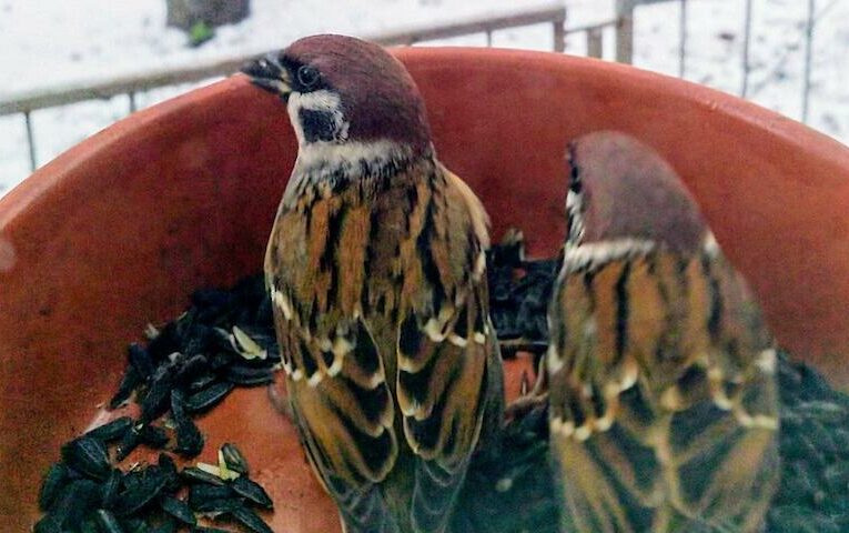 Які пташки залазять до годівниці наче свині в корито (фото)