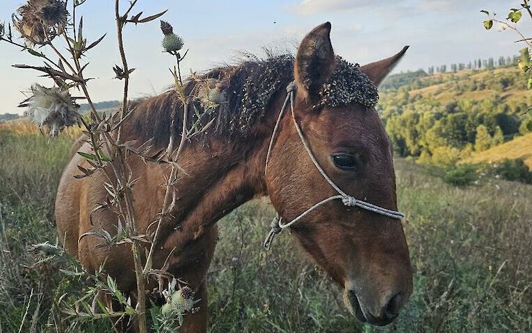 Коні не винні або як допомогти у порятунку цілого виду тварин