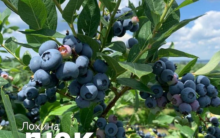 Лохина Дюк — ідеальний вибір для врожайного сезону на Обухівщині