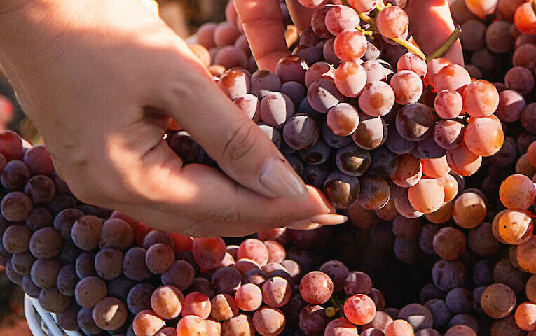Виноробня Vino Demidi повертає сорт Красень на схили Дибенець